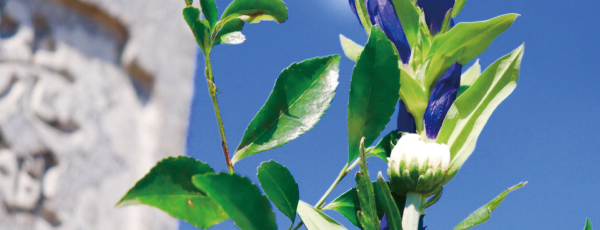 大阪お墓参り代行本舗がお客様にお選び頂いている理由2